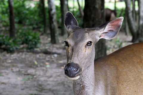 Sambar deer  Deer,Rusa unicolor,Sambar