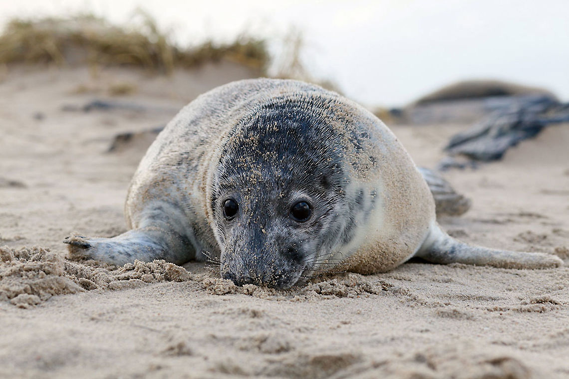 Young grey seal From late-November to mid-January you can see grey seals and their families on the beach in Vlieland. Vlieland is an island in the north of the Netherlands. When the seals are newborn, they have white fur. It takes about five weeks before a baby seal can swim and hunt for its own fish. Grey seal,Halichoerus grypus
