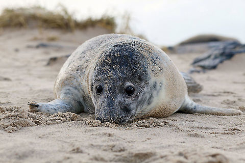 Young grey seal From late-November to mid-January you can see grey seals and their families on the beach in Vlieland. Vlieland is an island in the north of the Netherlands. When the seals are newborn, they have white fur. It takes about five weeks before a baby seal can swim and hunt for its own fish. Grey seal,Halichoerus grypus