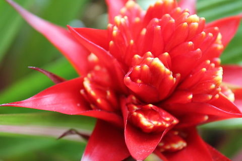 Red Beauty in Bloom Found this beautiful flower at the Botanic Garden in DC in June when I went with my photography class :) Botanical Garden,Flowers,Geotagged,United States,red flower,washington dc