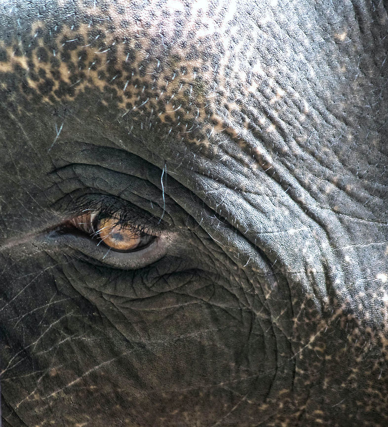 DSC_0298  Asian elephant,Elephas maximus