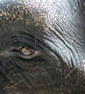 DSC_0298  Asian elephant,Elephas maximus