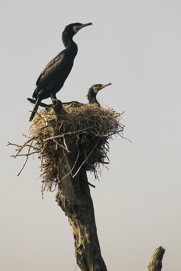 DSC_0181  Great Cormorant,Phalacrocorax carbo