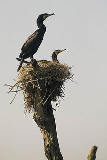 DSC_0181  Great Cormorant,Phalacrocorax carbo
