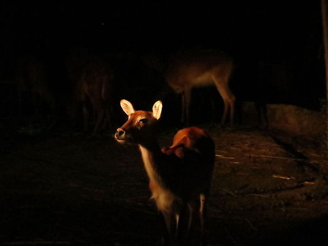 Night safari A young deer looking at the passing guests in the night safari at Chiang mai, Thailand. Axis axis,Chital