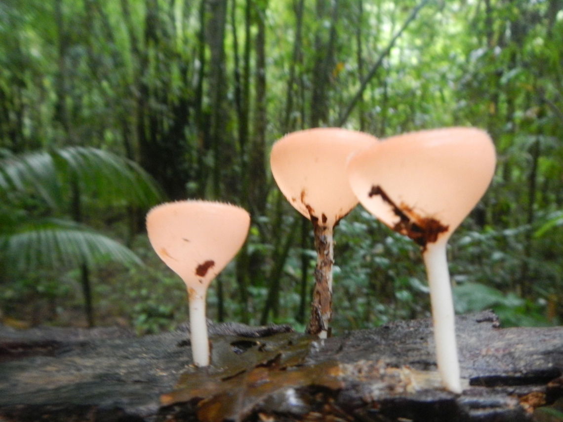 Champagne mushroom Champagne mushroom in the jungle. koh chiang, Thailand. Mushrooms,jungle,thailand