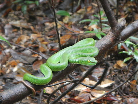 White-lipped Pit Viper in the jungle A nice surprise on a track giving me a scary look. in the jungle of koh chang , Thailand. Trimeresurus albolabris,White-lipped pit viper,thailand