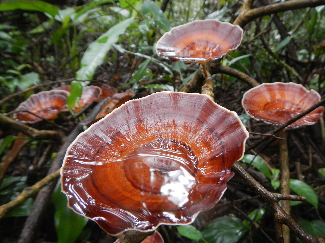 Wild mushrooms Wild mushrooms grow from a tree branch in the jungle of Koh Chiang, Thailand.<br />
Koh Chiang is the second biggest island in Thailand after Pocket. Macrolepiota procera,Mushrooms,Parasol mushroom,jungle