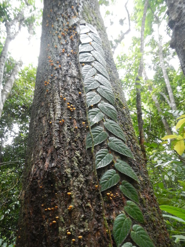 The cilmb A climbing plant and some fungi on a tree in the jungle. Koh Chiang, Thailand. Plants,fungi,jungle,thailand