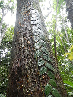 The cilmb A climbing plant and some fungi on a tree in the jungle. Koh Chiang, Thailand. Plants,fungi,jungle,thailand