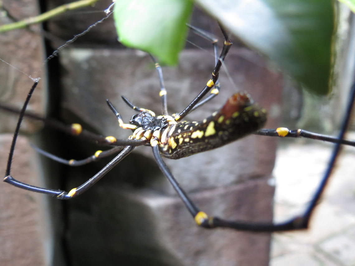 golden silk spider Working on his web at the Angkor Archaeological Park, Cambodia. Cambodia,Geotagged,Insects,Nephila pilipes,spider,web