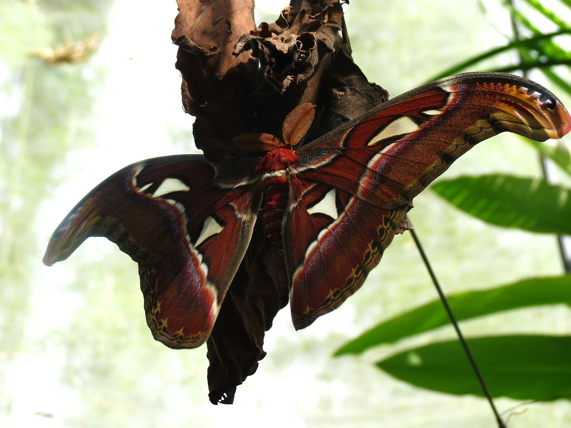 A small gaint Atlas moth soaking up the sun.<br />
Chiang mai, Thailand. Atlas Moth,Attacus atlas