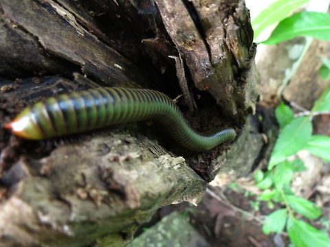 Centipede on a tree A Centipede crawling on a tree in the Angkor Archaeological Park, Cambodia. Cambodia,Diplopoda,Millipede,Myriapoda