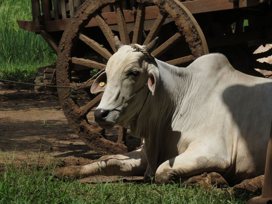 Thai cow A Thai cow is resting near the cart after a work day in the field. Chiang mai, Thailand. Bos primigenius indicus,Zebu,cow,thailand