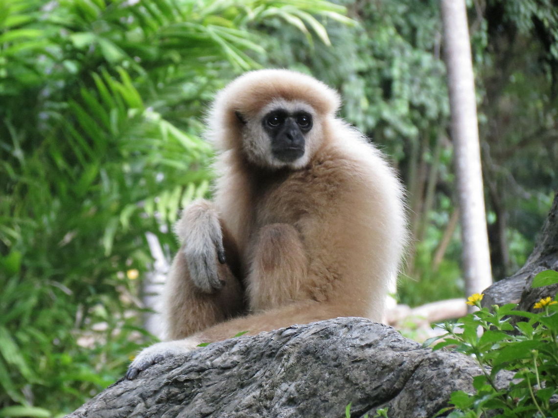 Gibbon in the sun A gibbon sitting in the sun watching the view. Chiang mai, Thailand. Apes,Hylobates lar,Lar gibbon,Siamang,thailand