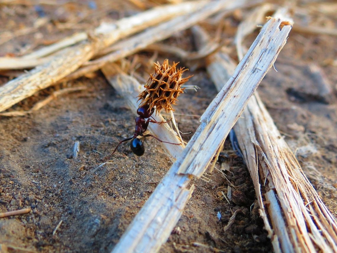 Hercules An ant carrying a heavy lift. Israel. Ants,Arboreal Bicolored Ant,Insects,Tetraponera rufonigra
