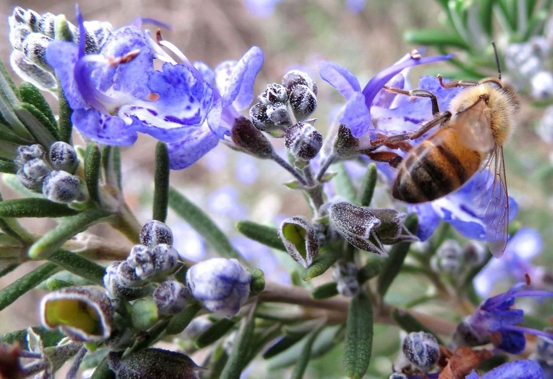 Have a drink A bee having a drink , Israel. African honey bee,Apis mellifera scutellata,Insects,Lasioglossum calceatum,bee