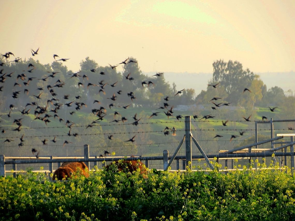 Birds on sunset A flock of birds flying away while the horses enjoying lasts rays of sun. South of Israel.  Birds,Sunset
