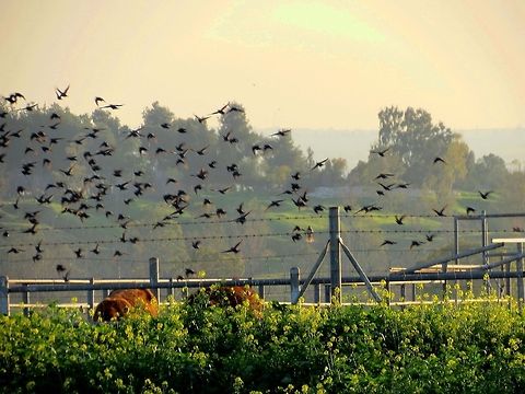 Birds on sunset A flock of birds flying away while the horses enjoying lasts rays of sun. South of Israel.  Birds,Sunset