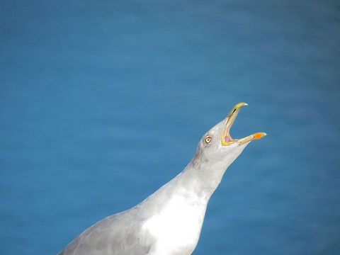 Helo!!! A Caspian gull (seagull) calling his friends that are flying around the bay. a view from the "Castell de Montju&iuml;c" (Montju&iuml;c castel) to the port (port vell Barcelona) Caspian gull,Cepora nerissa,Common Gull,Larus cachinnans,Larus michahellis,Yellow-legged gull,barcelona,spain