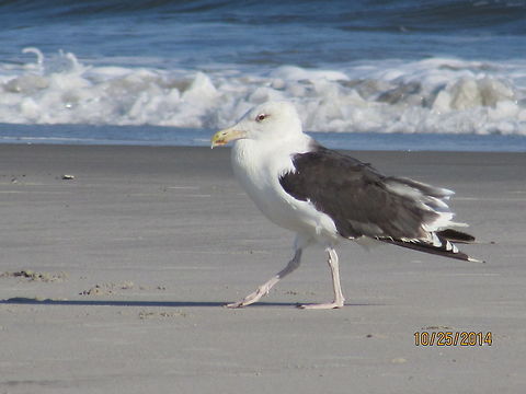 A_walk_on_the_beach  Great Black-backed Gull,Larus marinus