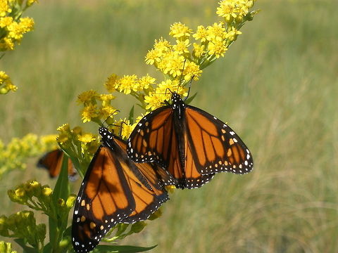 Monarch_butterfly  Danaus plexippus,Monarch