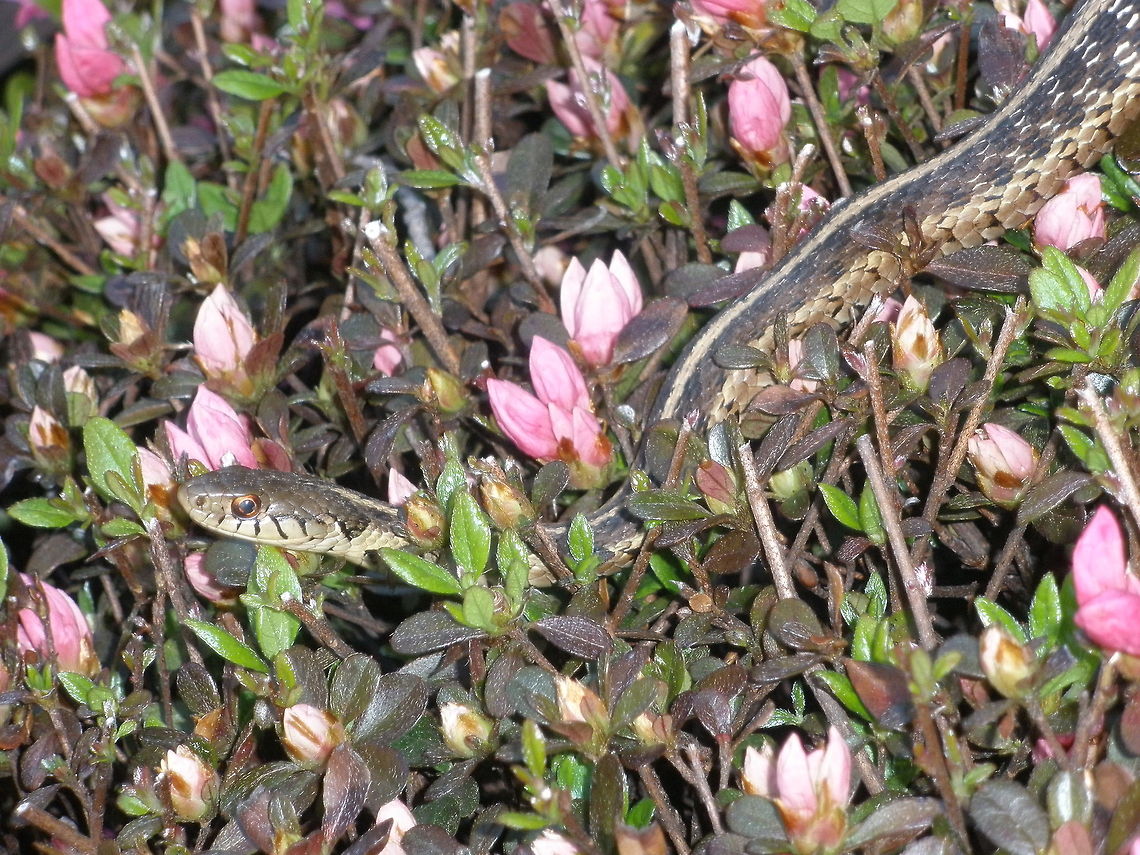 hidden_in_flowers Found this little guy sunning himself in a bush outside my house in New Jersey.<br />
 Eastern Garter Snake,T. sirtalis