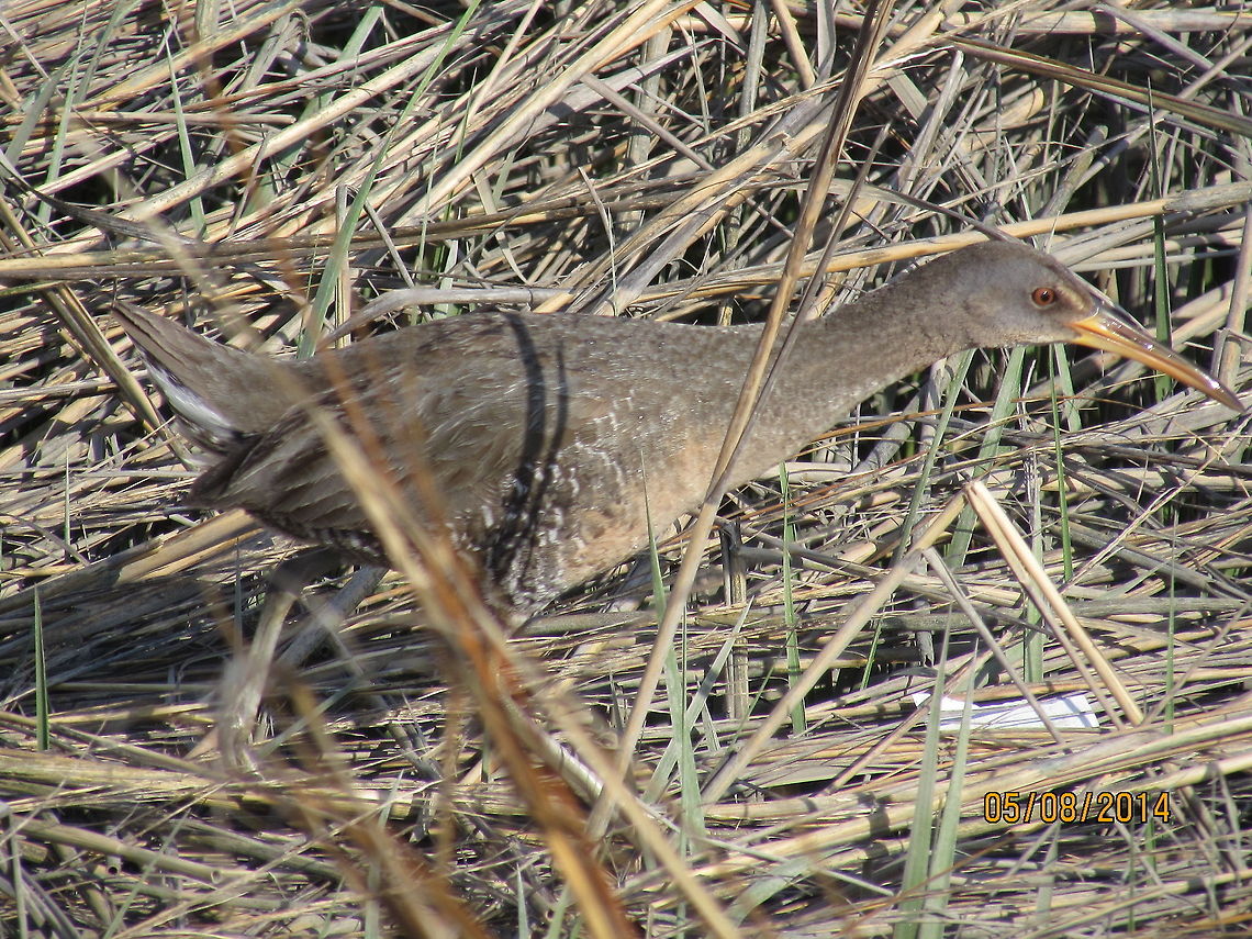 Mud_Hen                              Clapper rail,Rallus longirostris