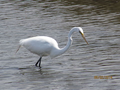 Looking_for_the_Oportunity_to_strike                                 Ardea alba,Great egret