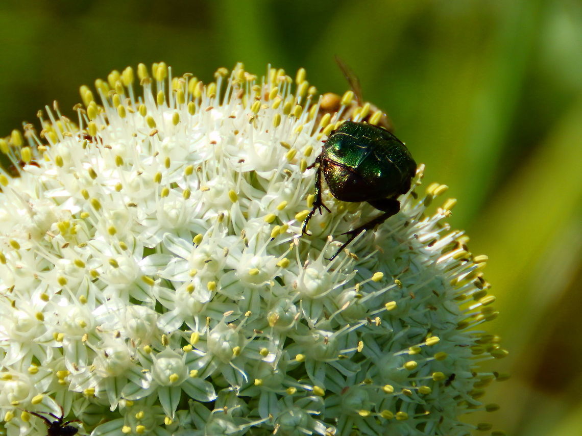 Christmas Beetle  Cetonia aurata,Rose chafer