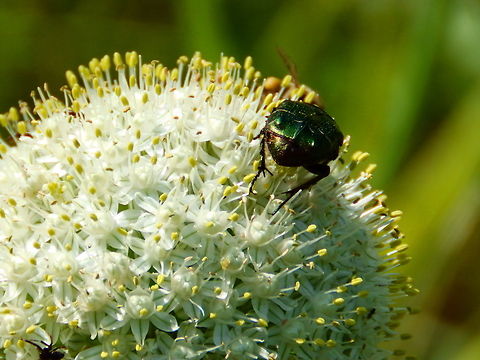 Christmas Beetle  Cetonia aurata,Rose chafer