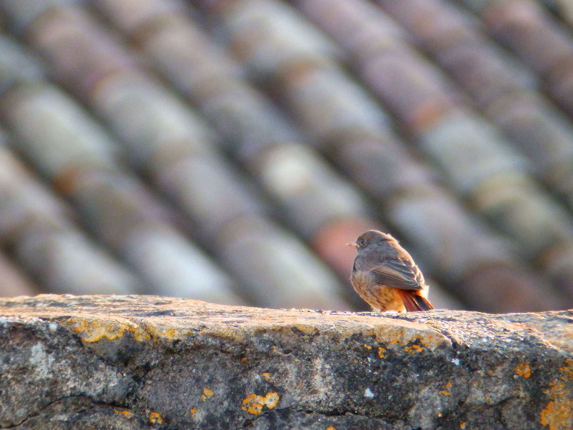 Pensive bird  Erithacus rubecula,European Robin
