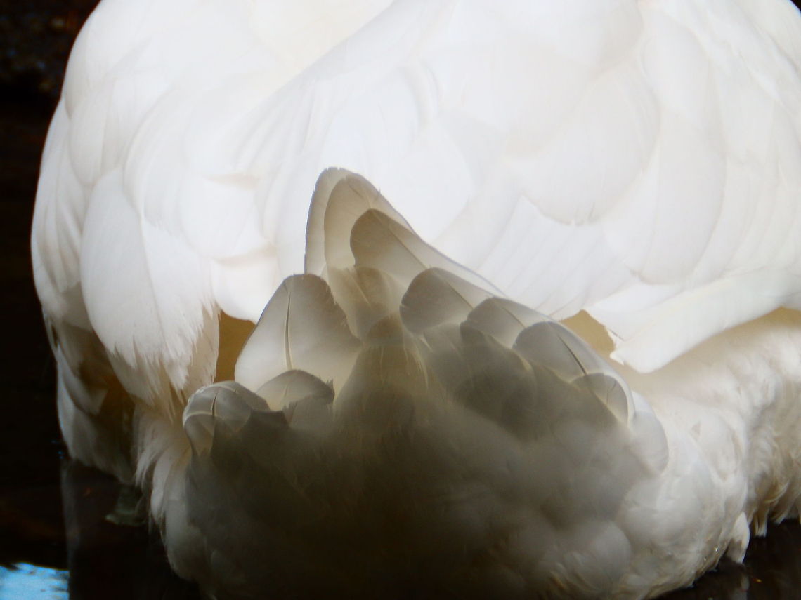 Swan tail  Cygnus olor,France,Geotagged,Mute Swan