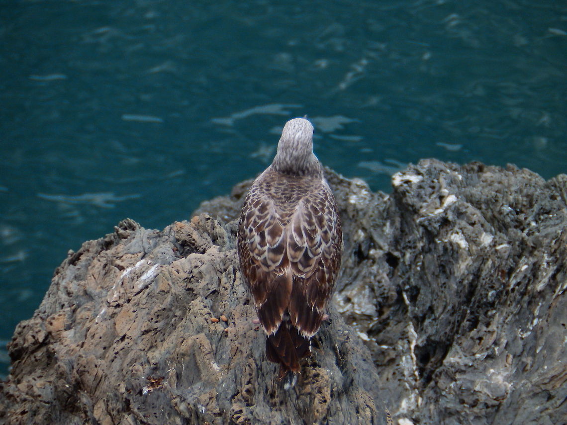 Marbled Rock Seagull  European Herring Gull,Larus argentatus