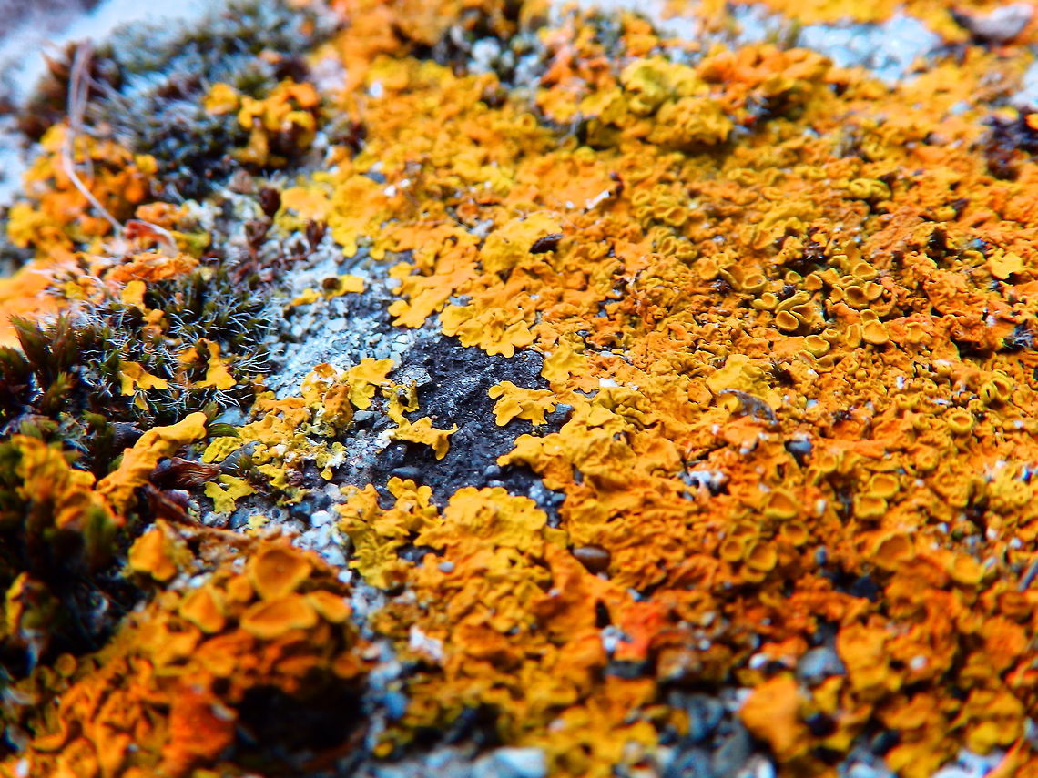 Orange Lichen  Common orange lichen,Xanthoria parietina