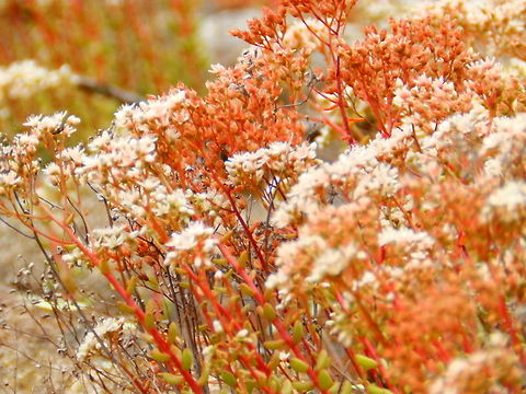 Flowers  Sedum album
