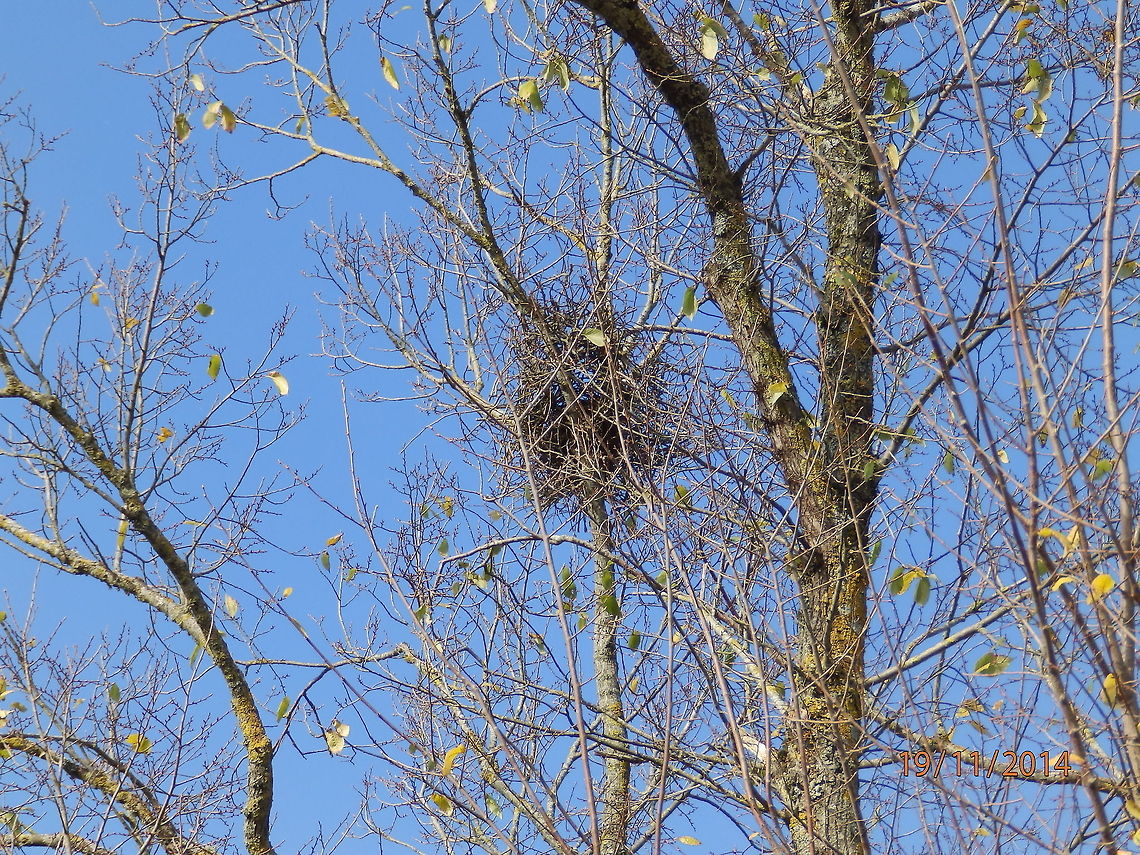Black kite nest  France,Geotagged