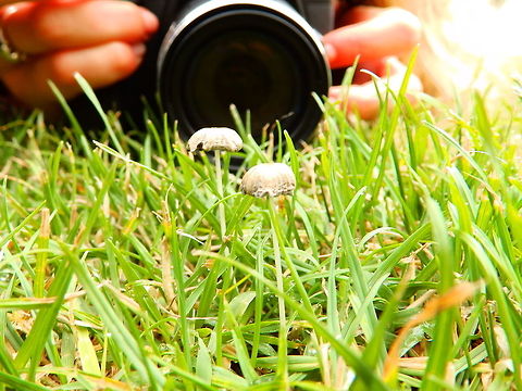 White wild mushroom  France,Geotagged