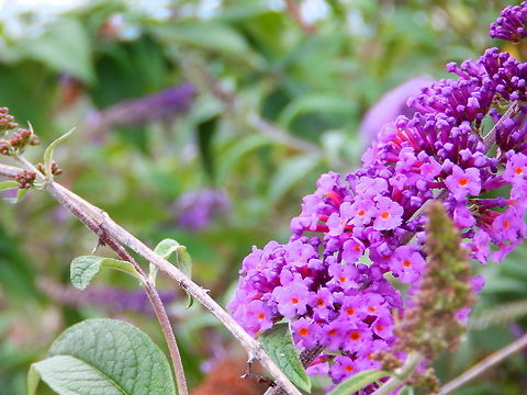 Purple Buddleja  Buddleja davidii