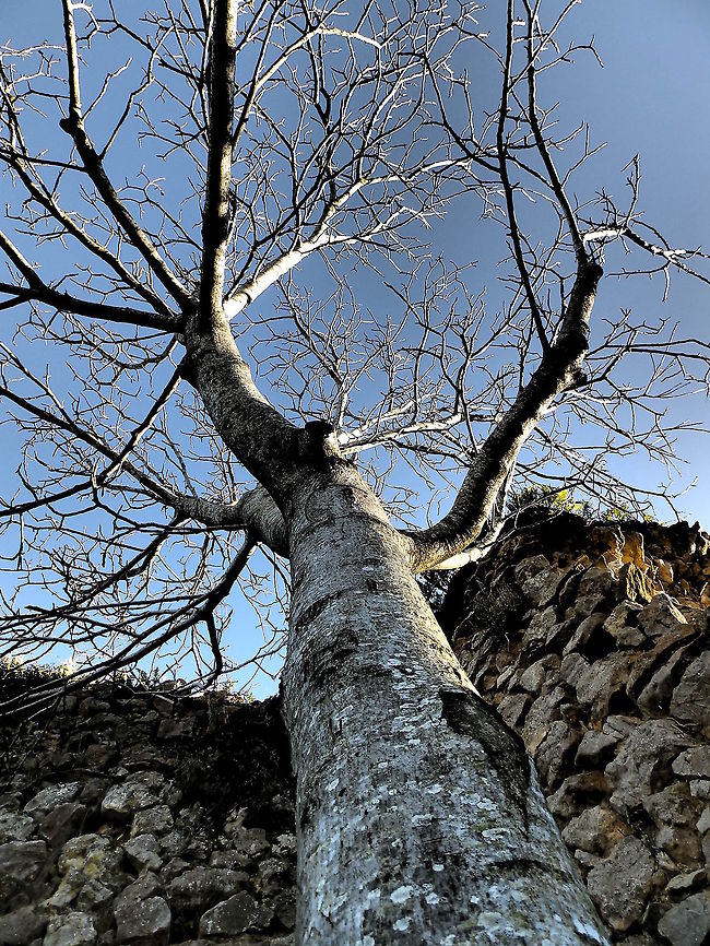 Walnut  France,Geotagged,Juglans regia,Persian walnut
