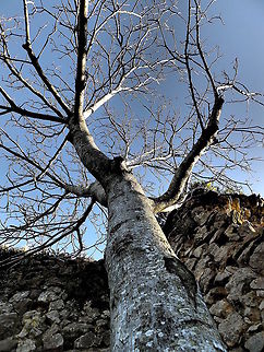 Walnut  France,Geotagged,Juglans regia,Persian walnut