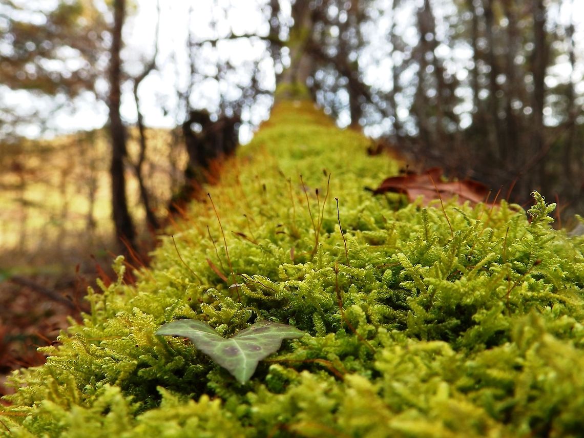 Sphagnum moss  Evernia prunastri,France,Geotagged,Inundated club moss,Lycopodiella inundata,Moss,Mossy carpet,Oakmoss,Piercia bryophilaria,Winter