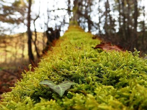 Sphagnum moss  Evernia prunastri,France,Geotagged,Inundated club moss,Lycopodiella inundata,Moss,Mossy carpet,Oakmoss,Piercia bryophilaria,Winter