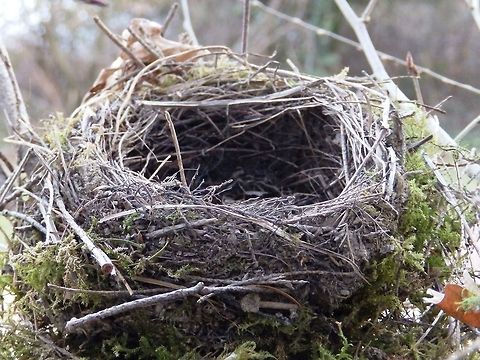 bird nest  France,Geotagged