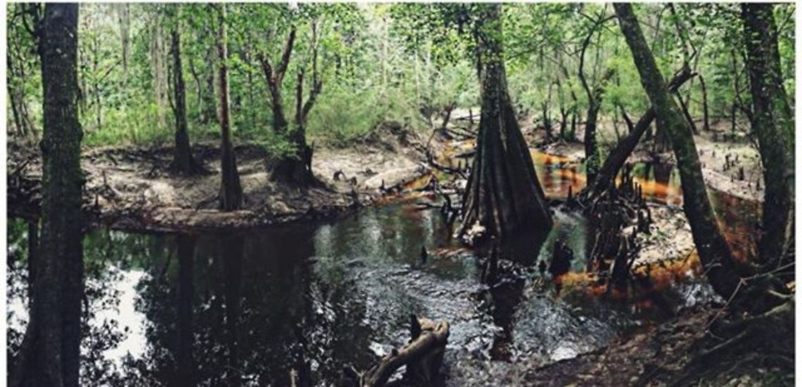 The woods of Camp Tygart