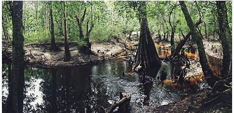 The woods of Camp Tygart