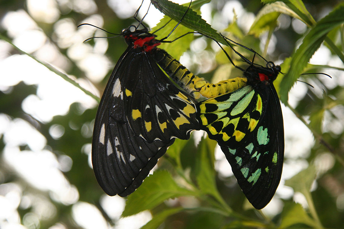 Lommen, Landscape and Nature, coupling Lommen, Landscape and Nature, coupling Cairns Birdwing,Ornithoptera euphorion