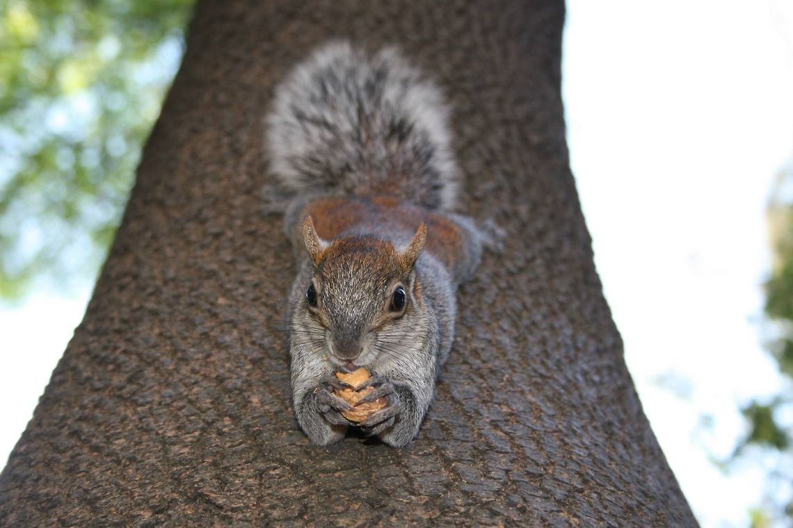 Squirrel chillin Took this picture in my vacations in Mexico City... at the park. Just chilling  Eastern gray squirrel,Sciurus carolinensis