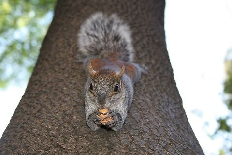 Squirrel chillin Took this picture in my vacations in Mexico City... at the park. Just chilling  Eastern gray squirrel,Sciurus carolinensis