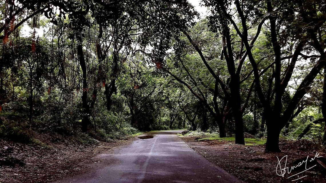 challenge_01  Euphorbia tirucalli,Firestick Plants